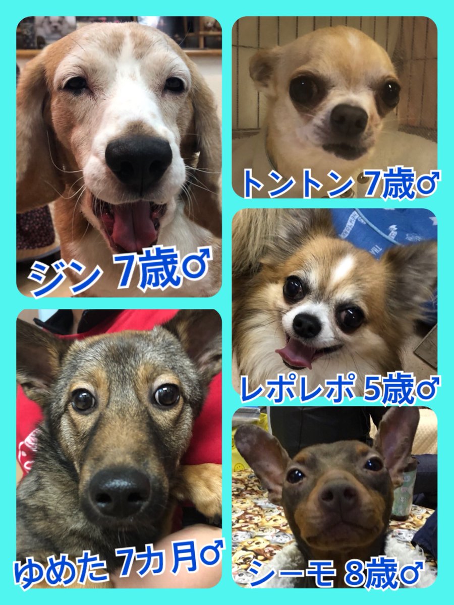 🐾今日の里親様募集中ワンコ🐶メンバーです🐾2020,3,10